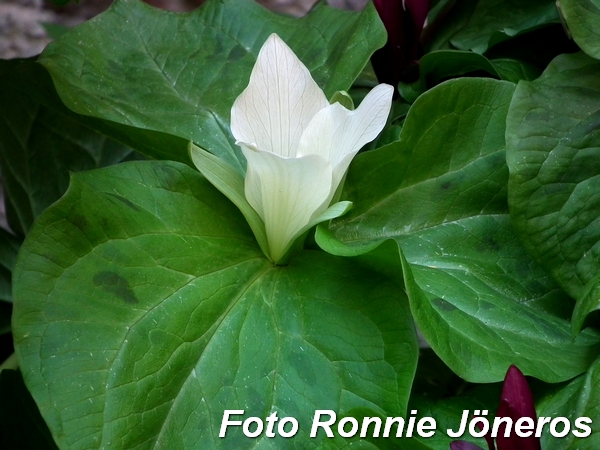 trillium 